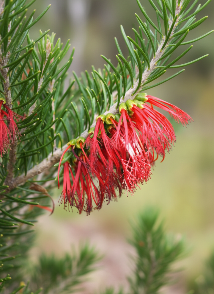 Calothamnus Quadrifidus