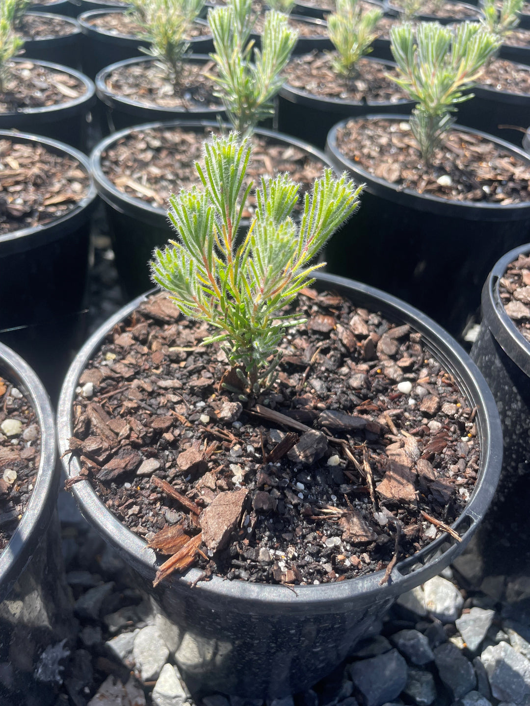 Calothamnus Quadrifidus