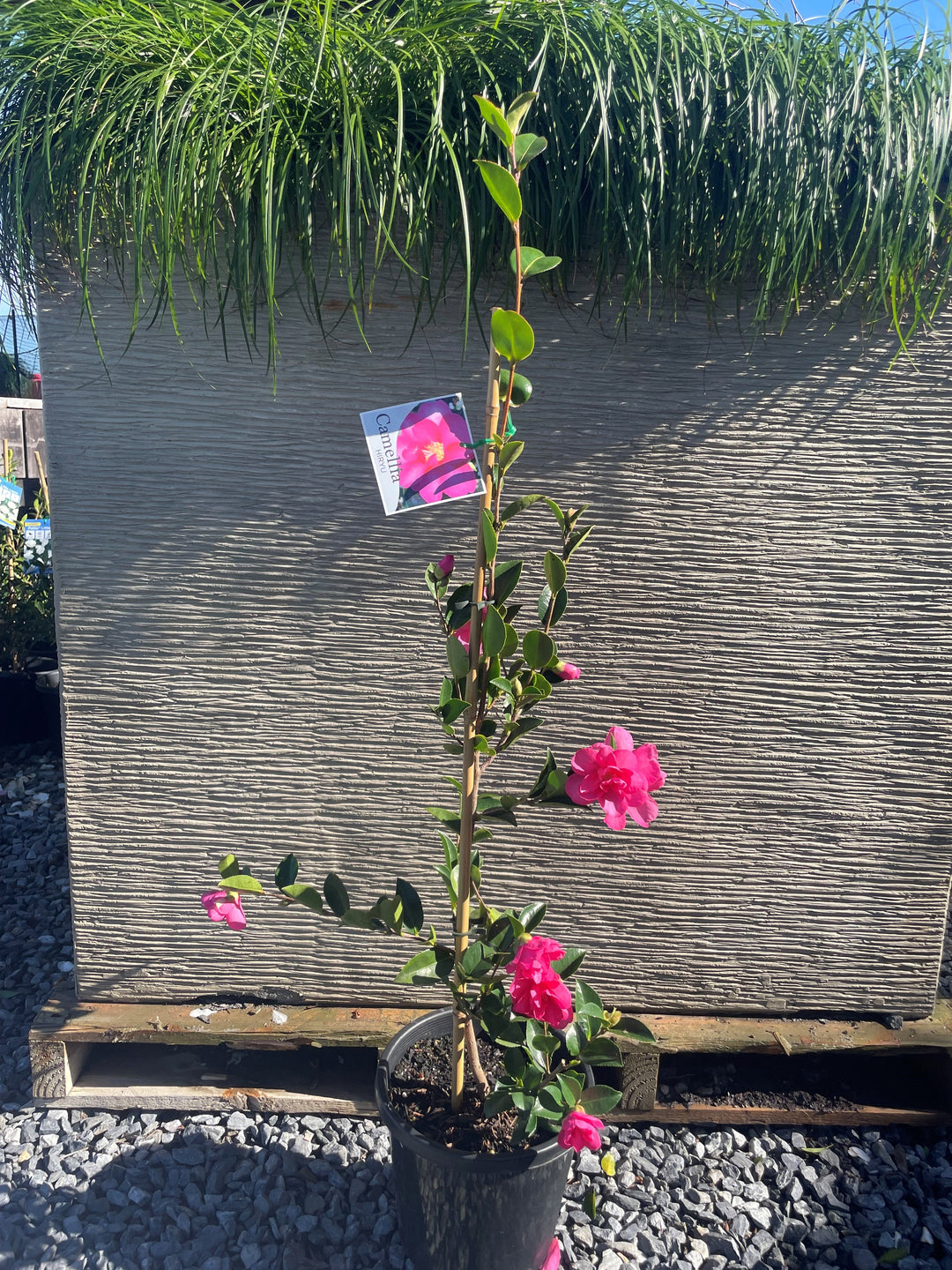 Camellia Hiemalis &