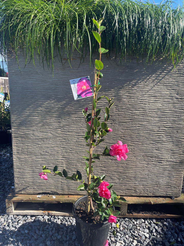 Camellia Hiemalis &