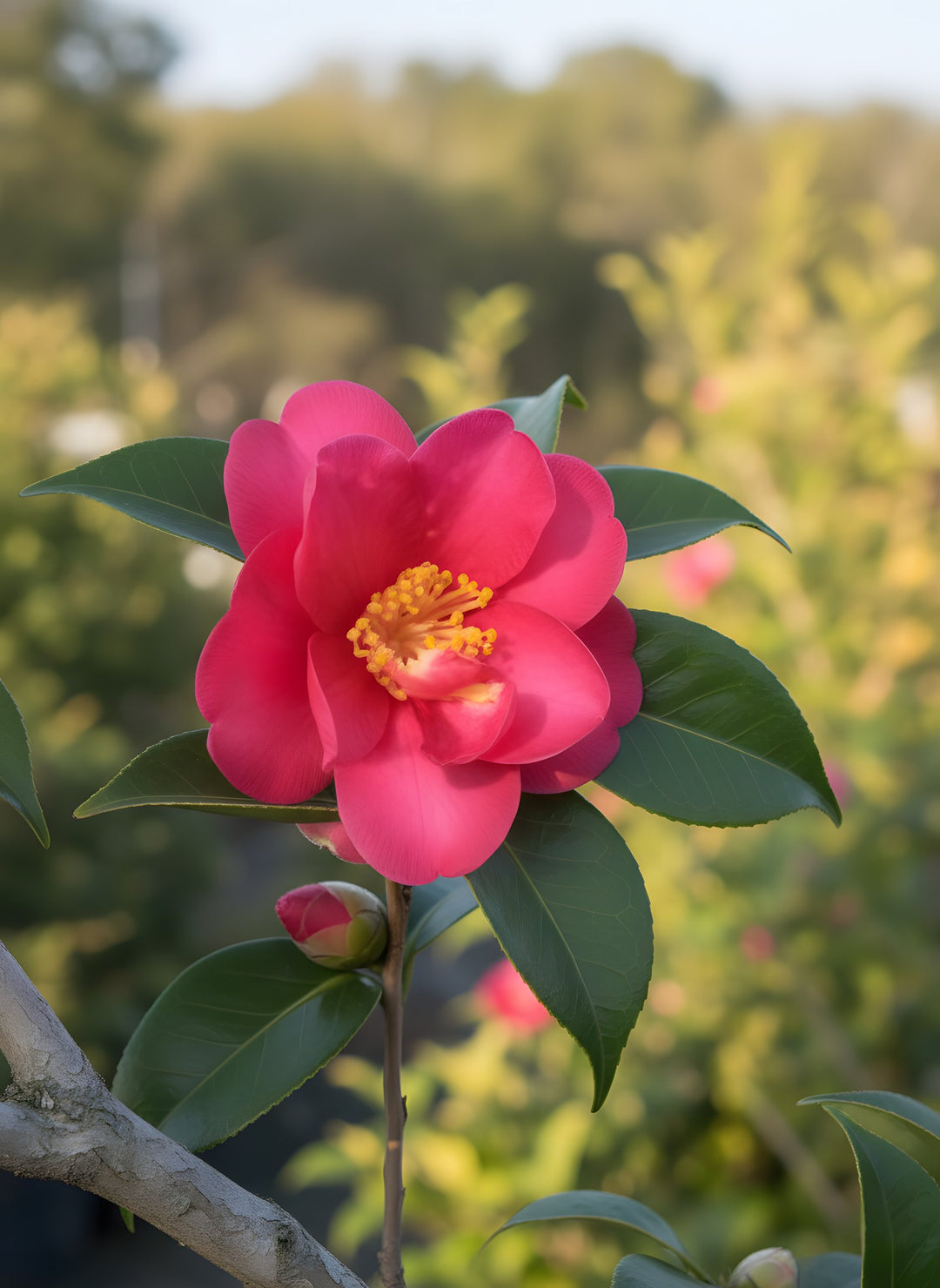 Camellia Hiemalis 'Hiryu' 300mm Pot for sale Adelaide Plant Co