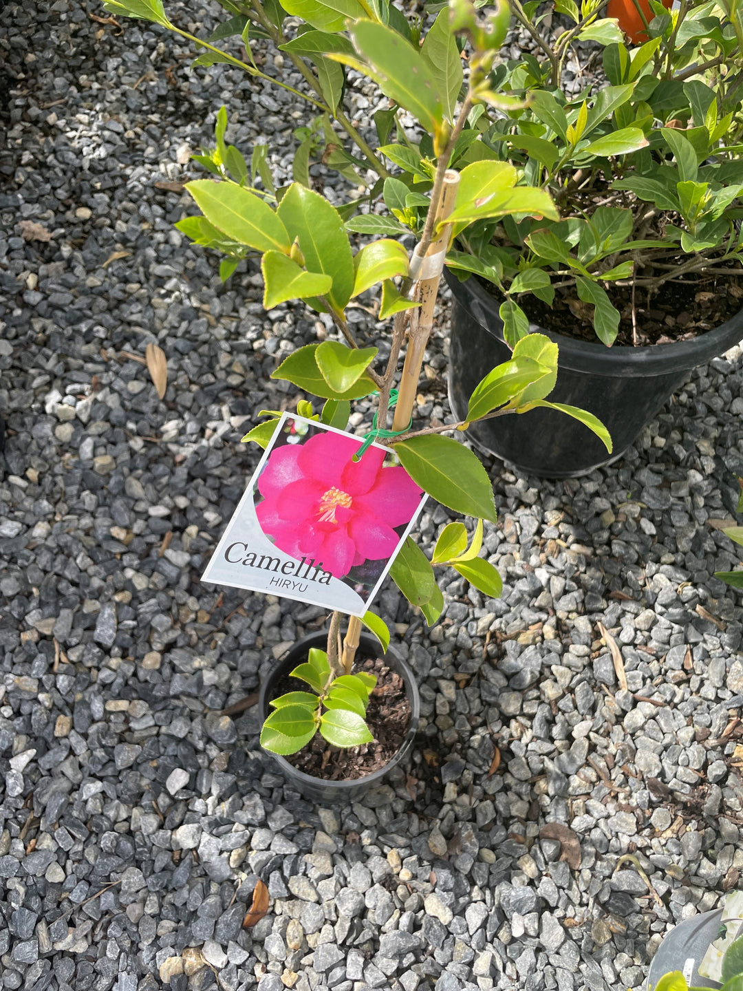 Camellia Hiemalis 'Hiryu'