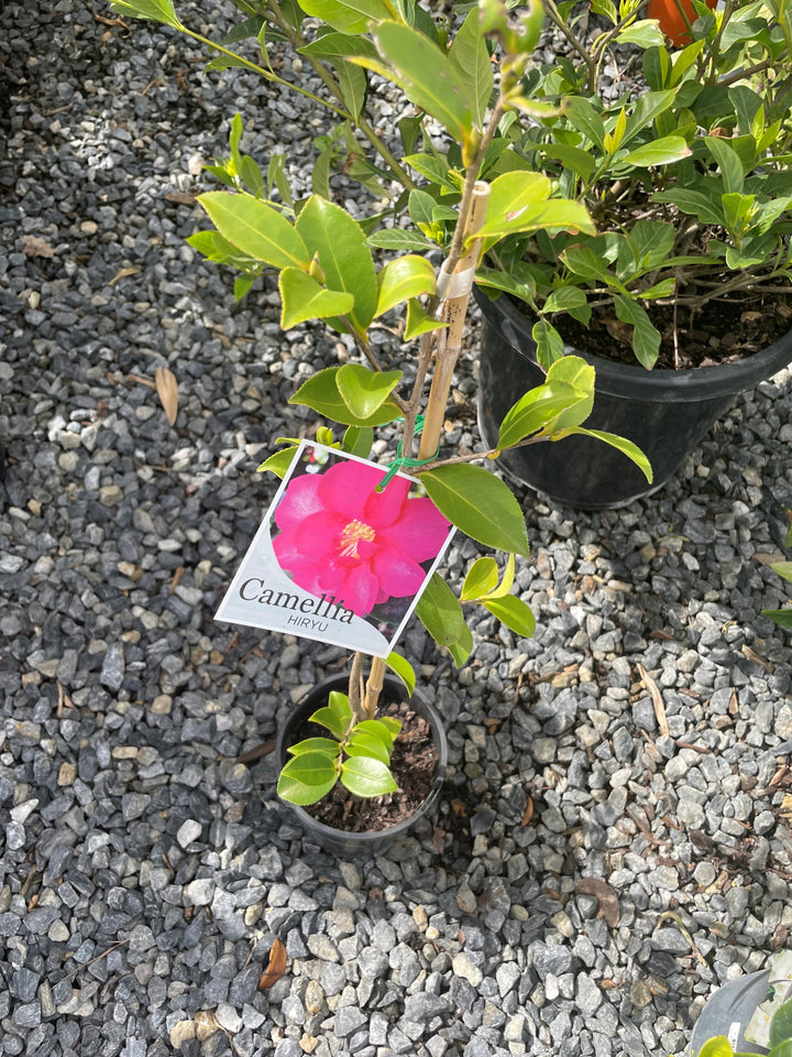 Camellia Hiemalis 'Hiryu'