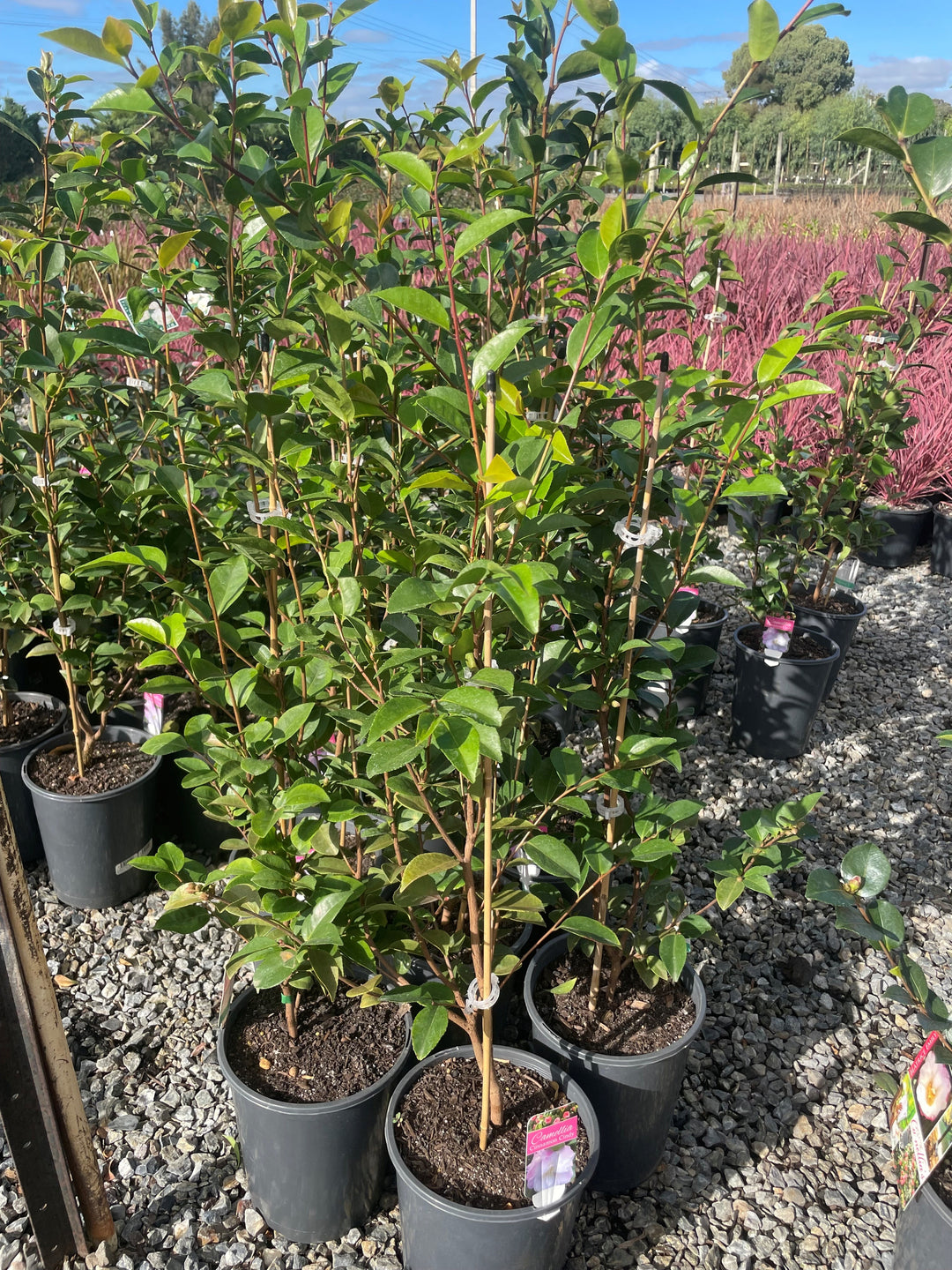 Camellia japonica &