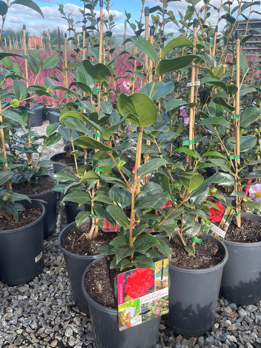 Camellia japonica &