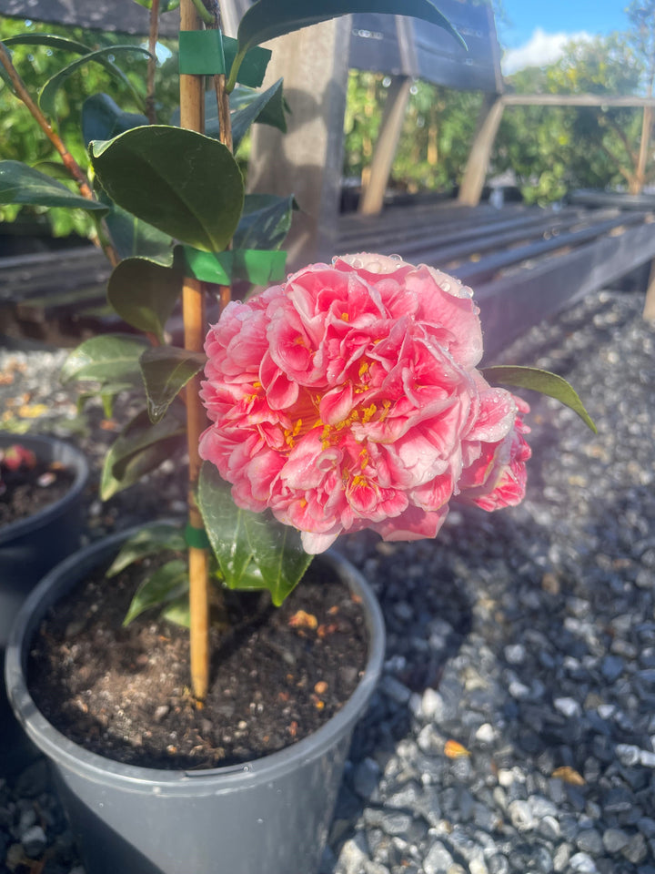 Camellia japonica &