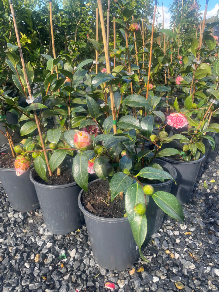 Camellia japonica &
