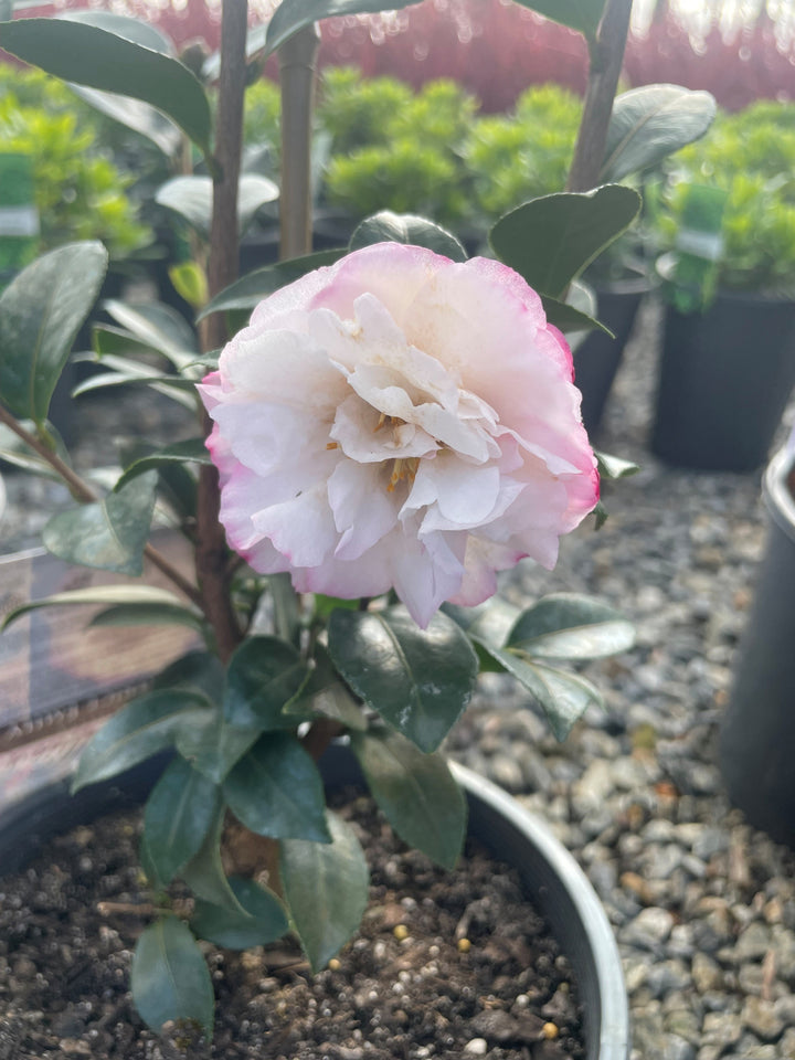 Camellia sasanqua &