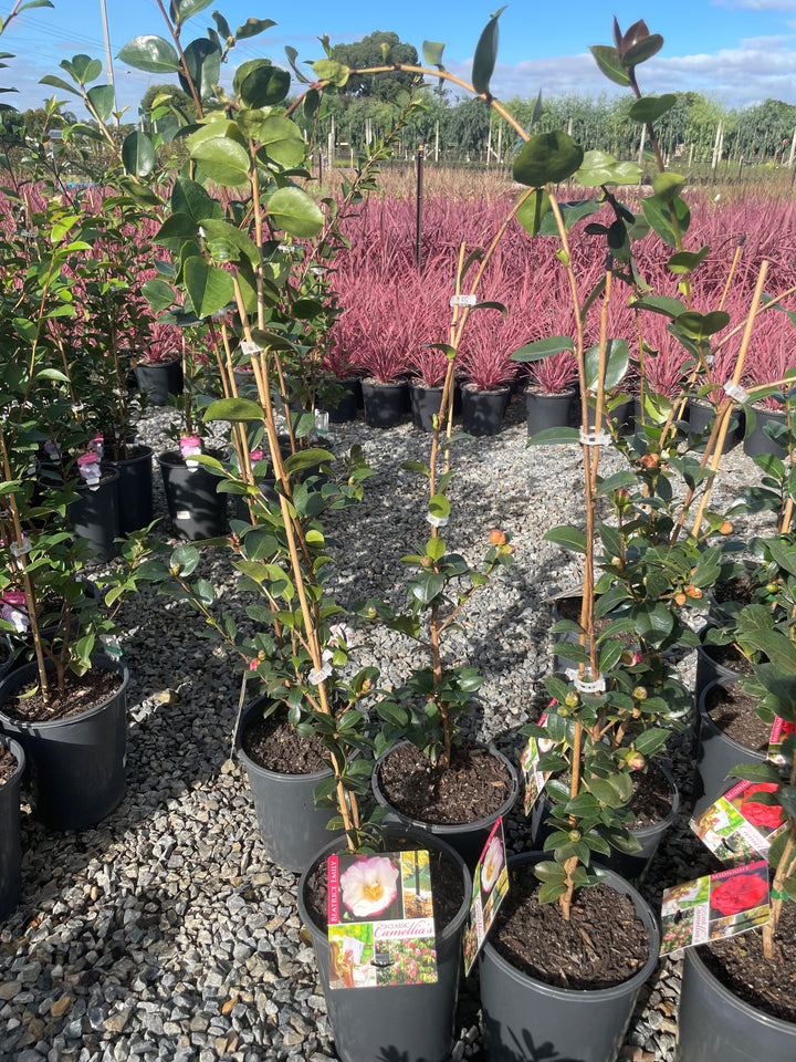 Camellia sasanqua &