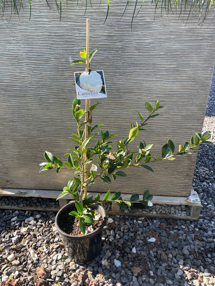 Camellia sasanqua &