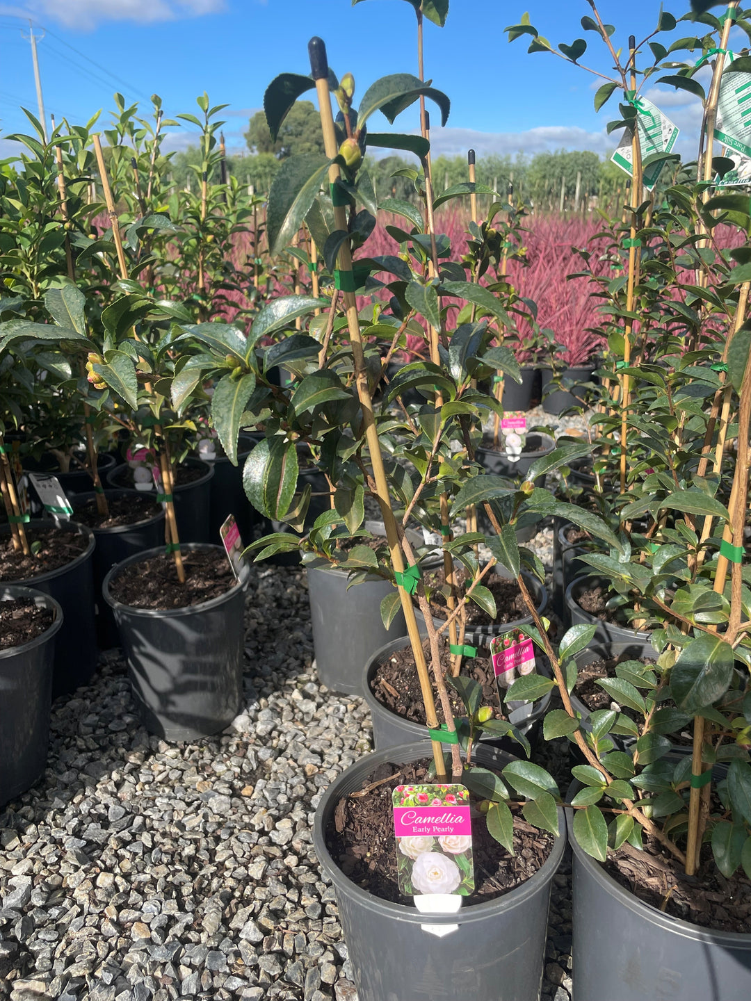 Camellia sasanqua &