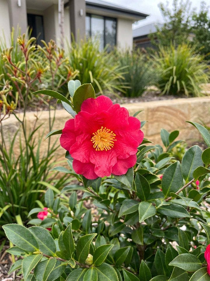 Camellia sasanqua &