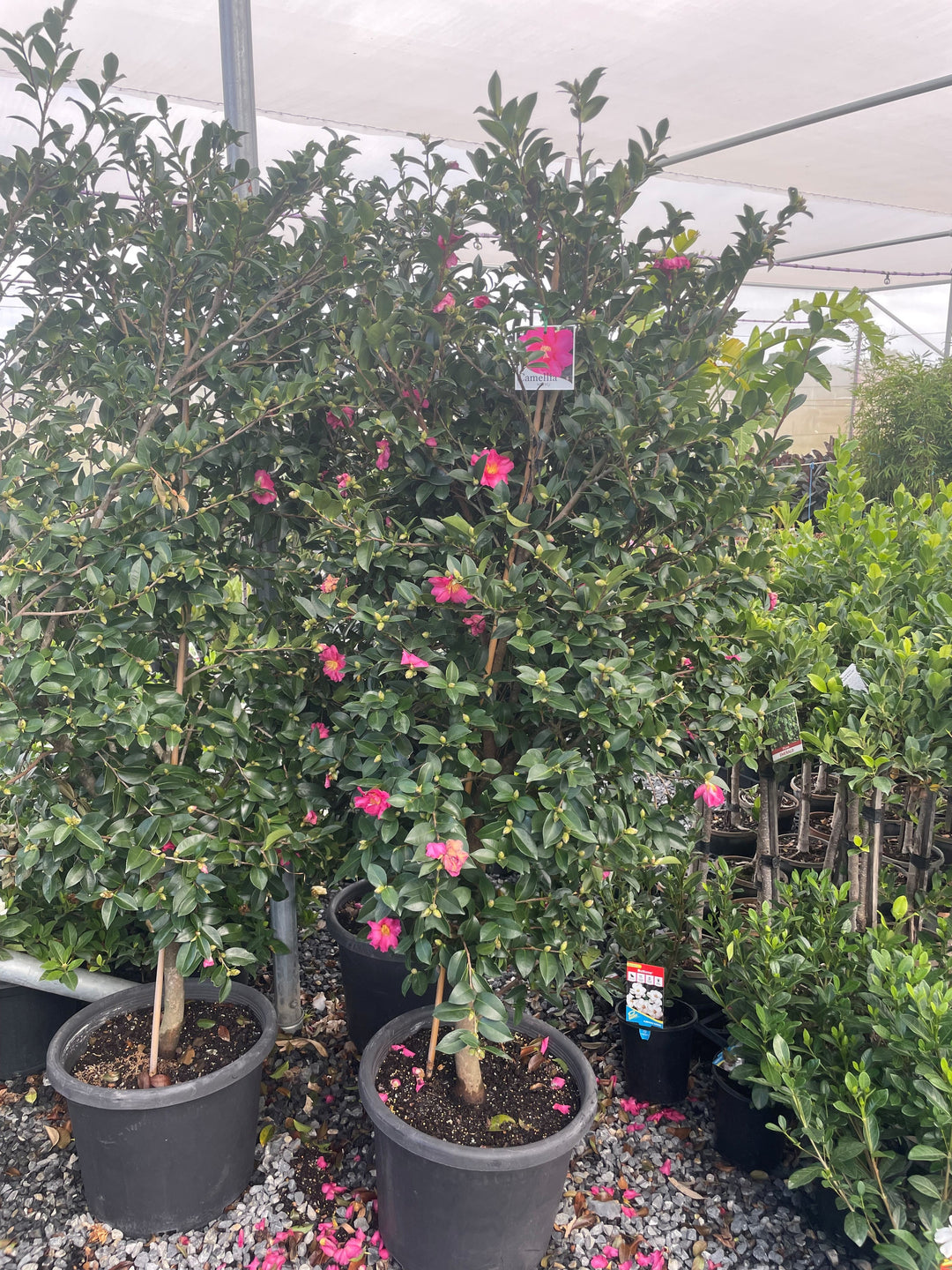 Camellia sasanqua &