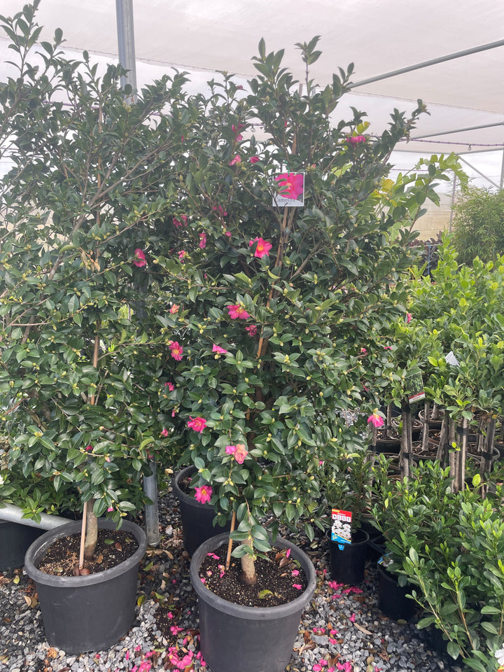 Camellia sasanqua &