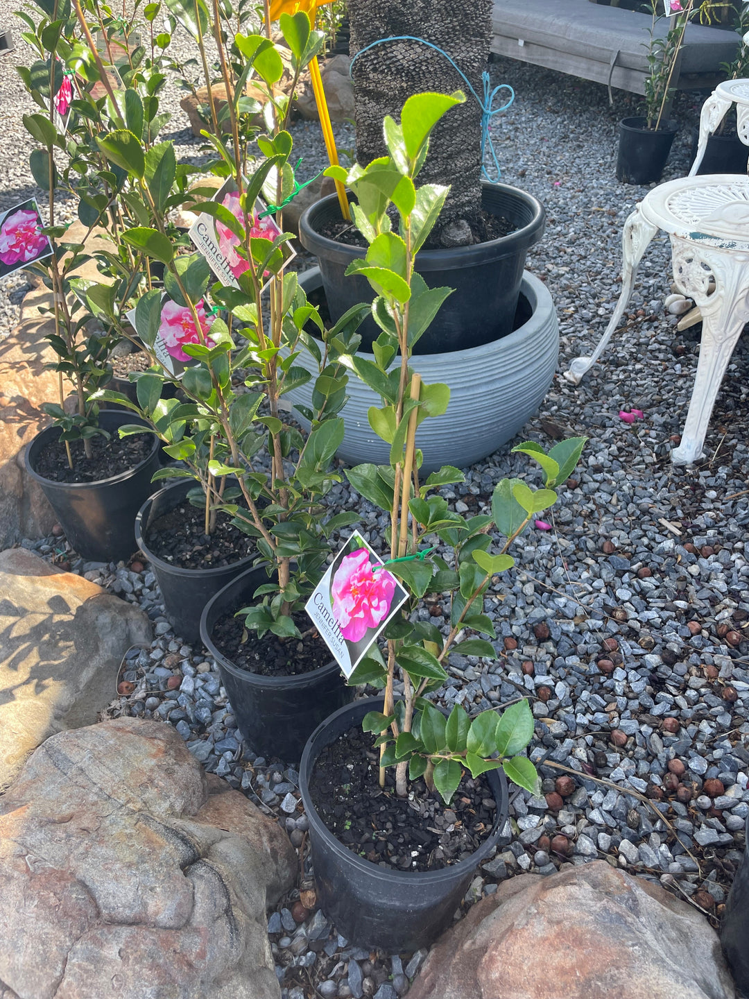 Camellia Sasanqua &