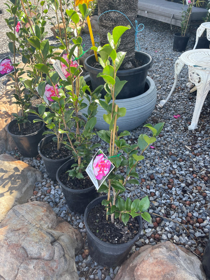 Camellia Sasanqua &
