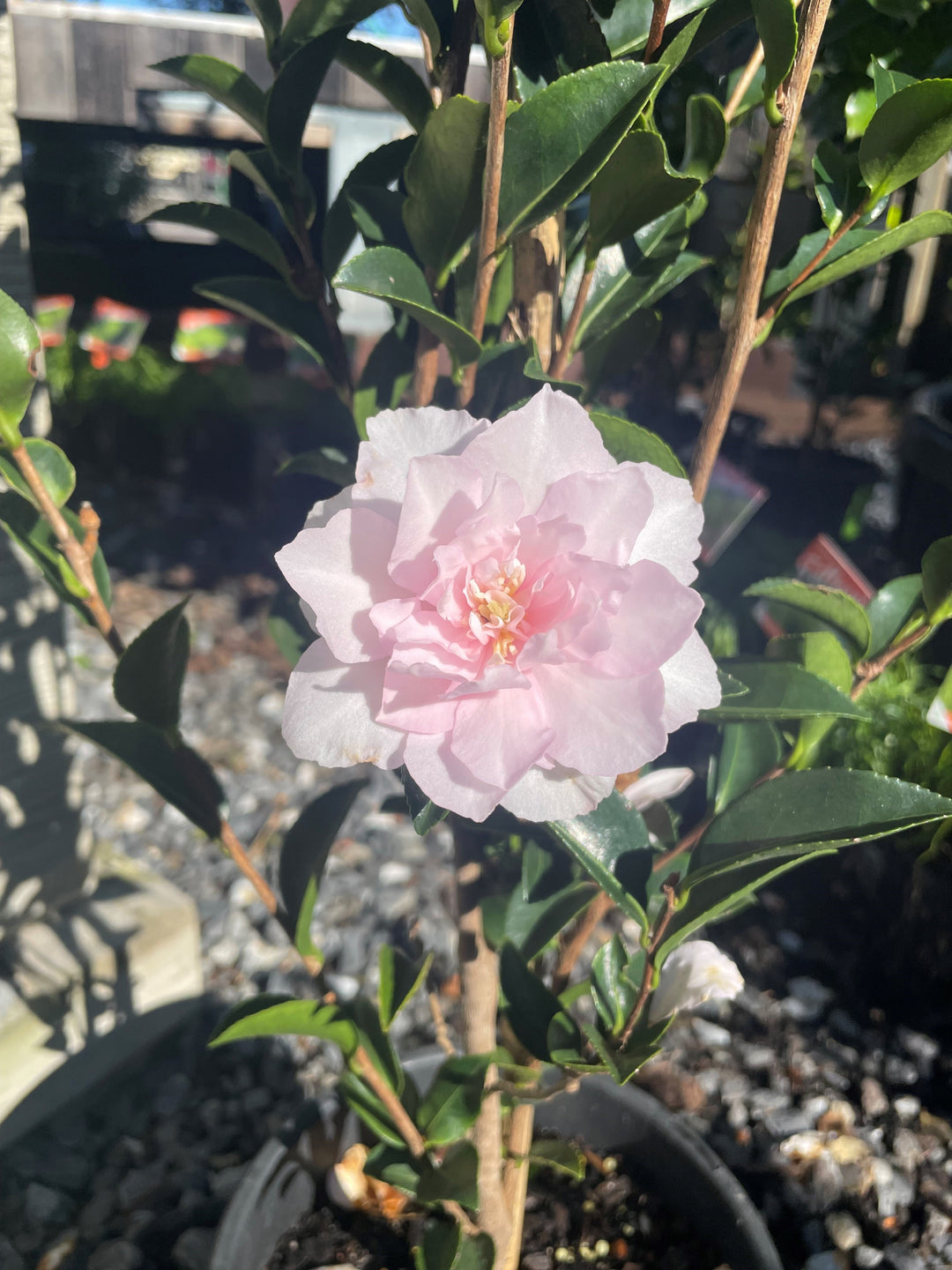 Camellia sasanqua &