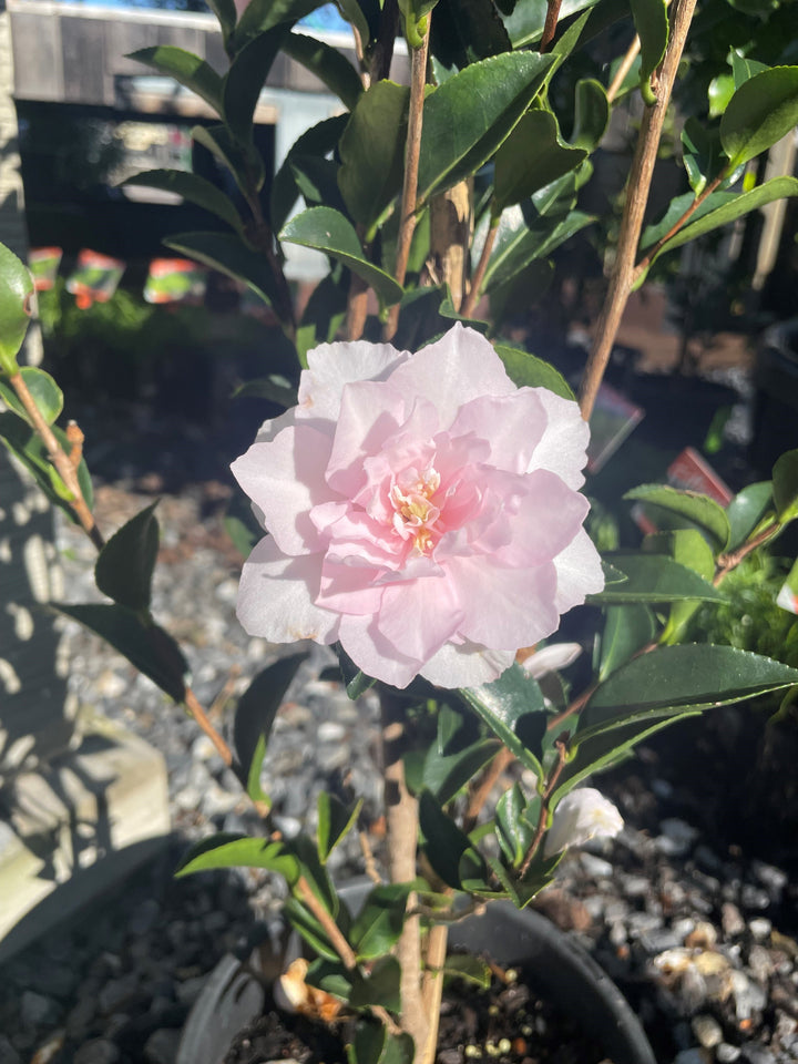 Camellia sasanqua &