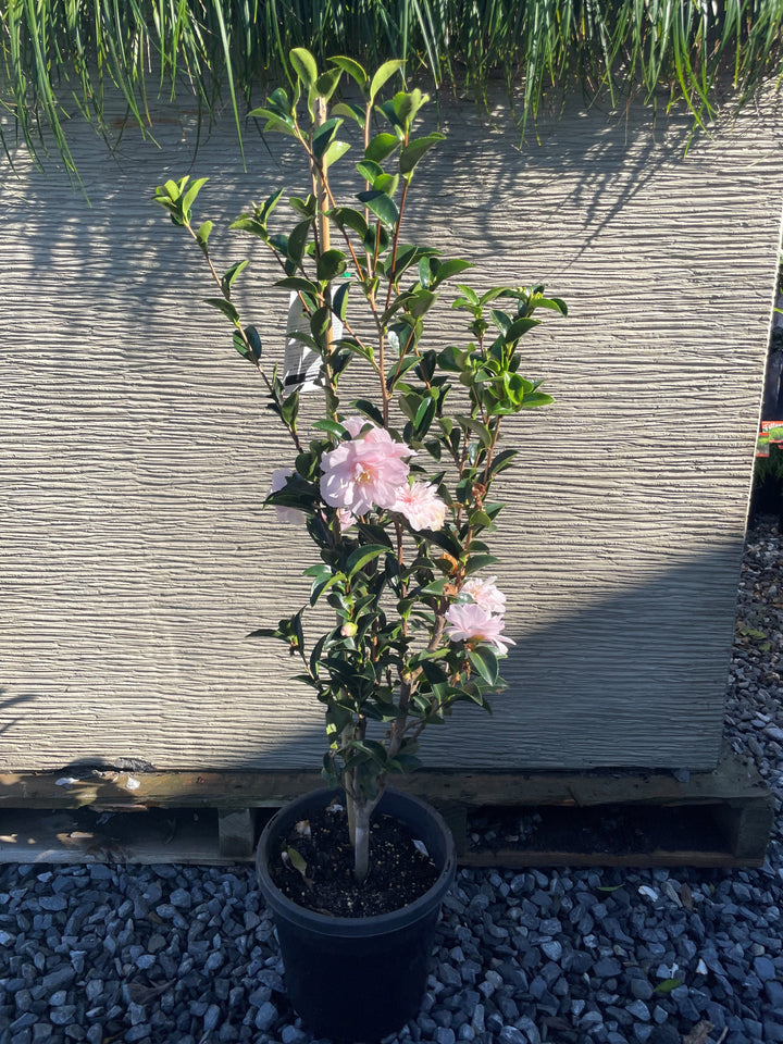 Camellia sasanqua &
