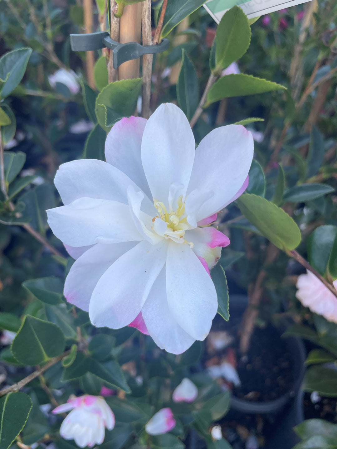 Camellia sasanqua &