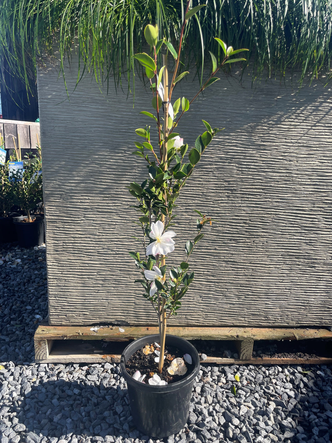 Camellia sasanqua &