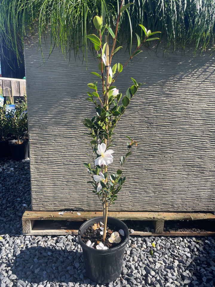 Camellia sasanqua &
