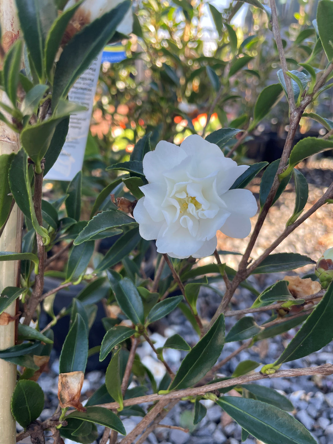 Camellia sasanqua &