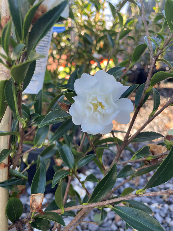 Camellia sasanqua &