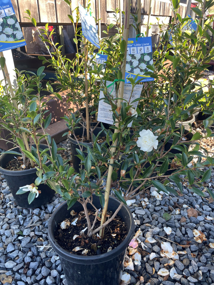 Camellia sasanqua &