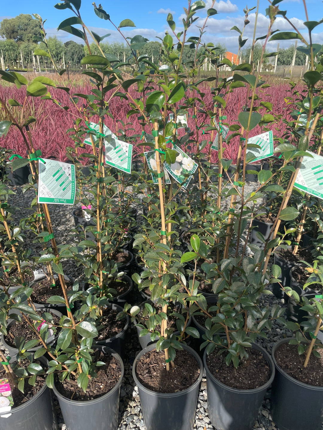 Camellia sasanqua &