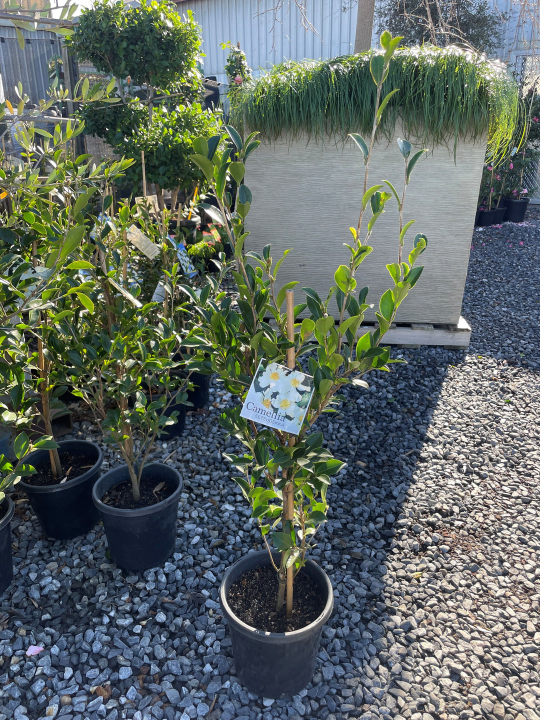Camellia Sasanqua &