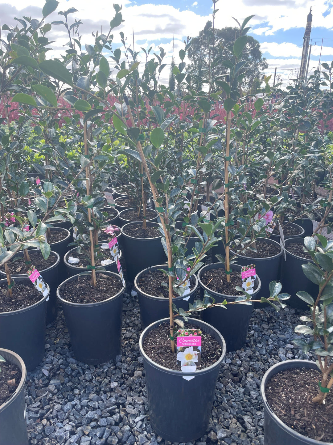 Camellia Sasanqua &