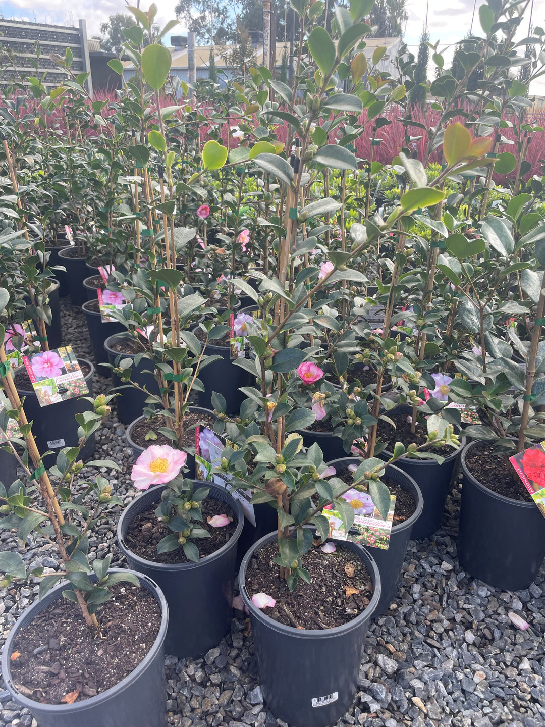 Camellia sasanqua &