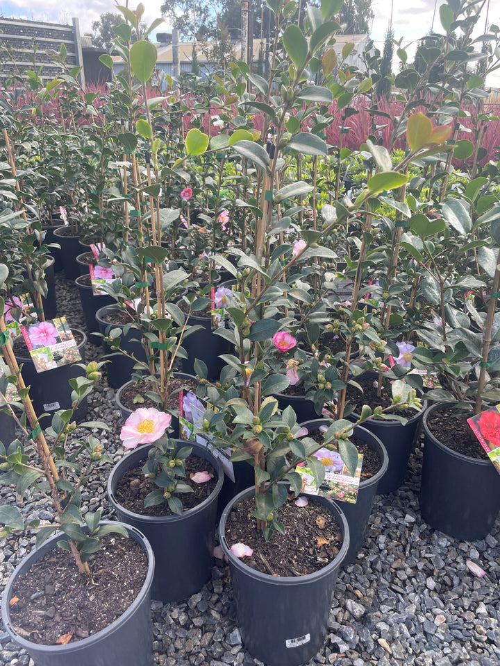 Camellia sasanqua &