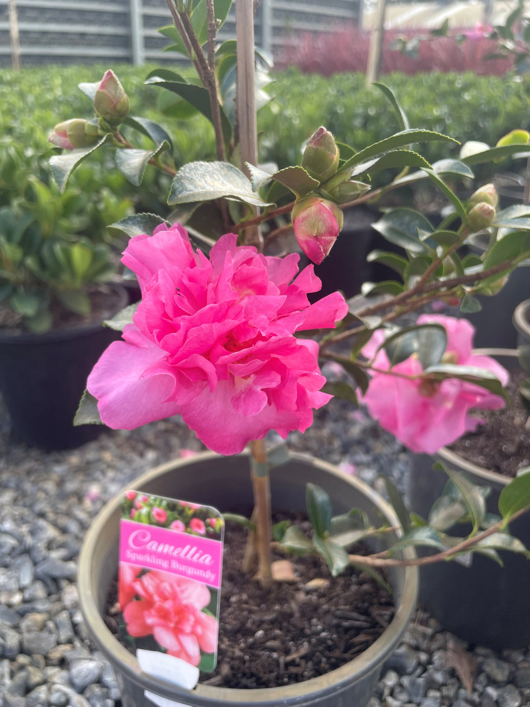 Camellia sasanqua &