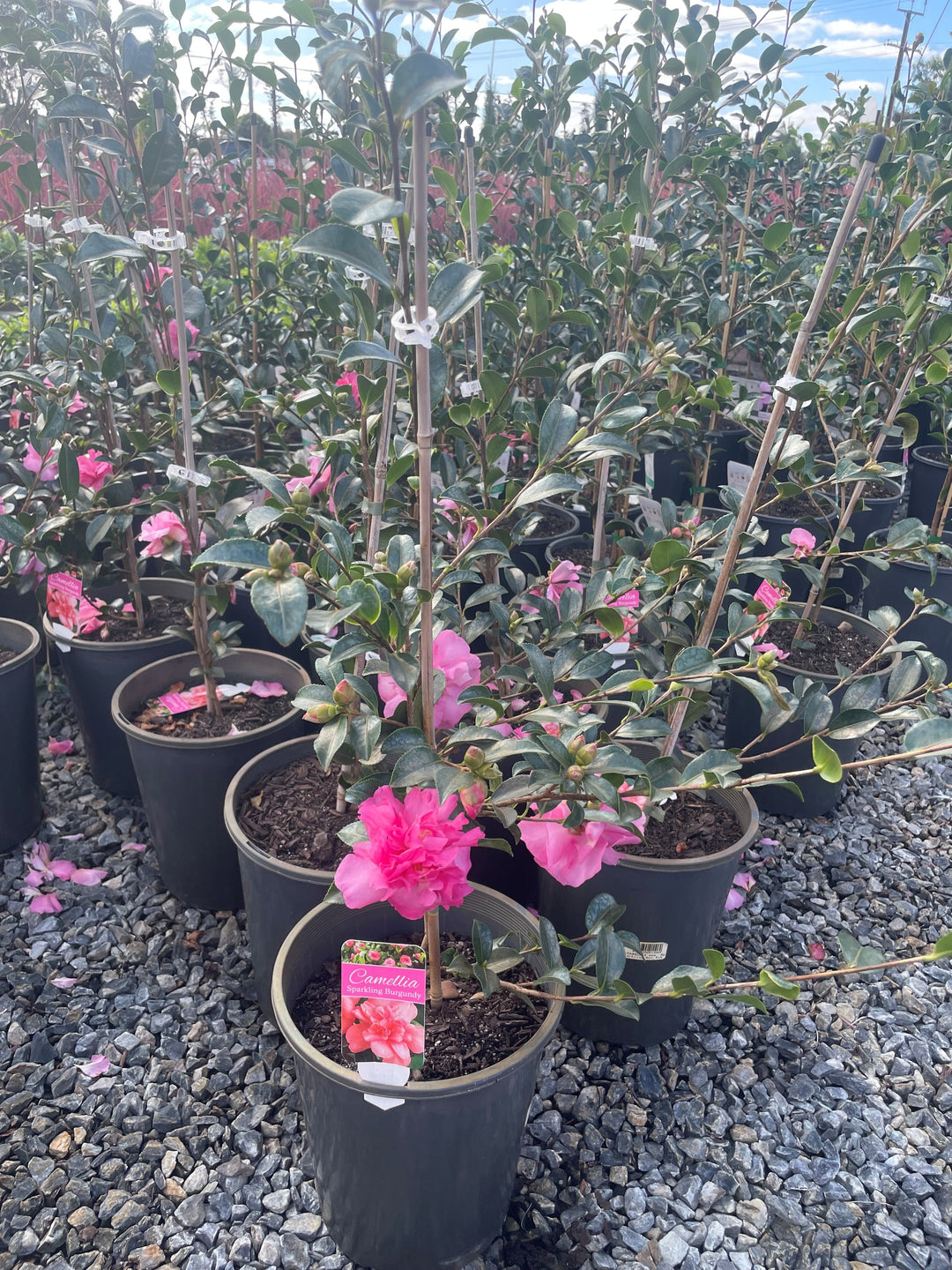 Camellia sasanqua 'Sparkling Burgundy' 5L Pot for sale Adelaide Plant Co