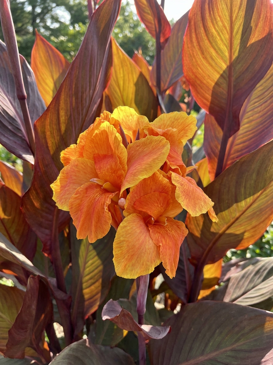 Canna hybrida &