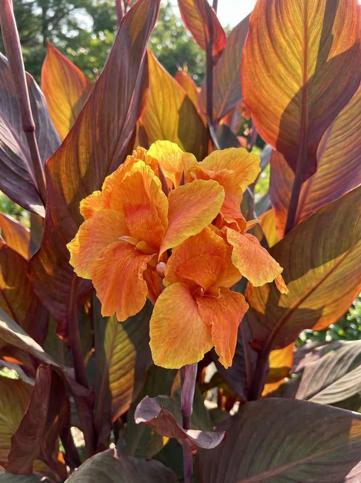 Canna hybrida &