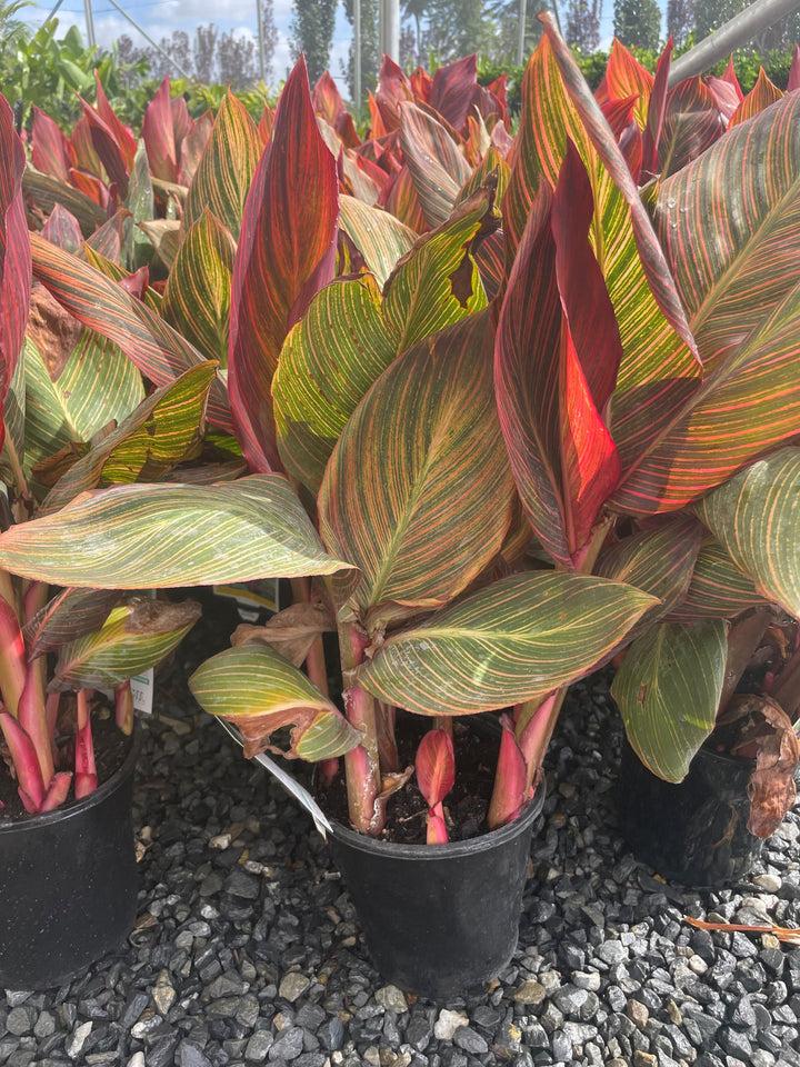 Canna hybrida &