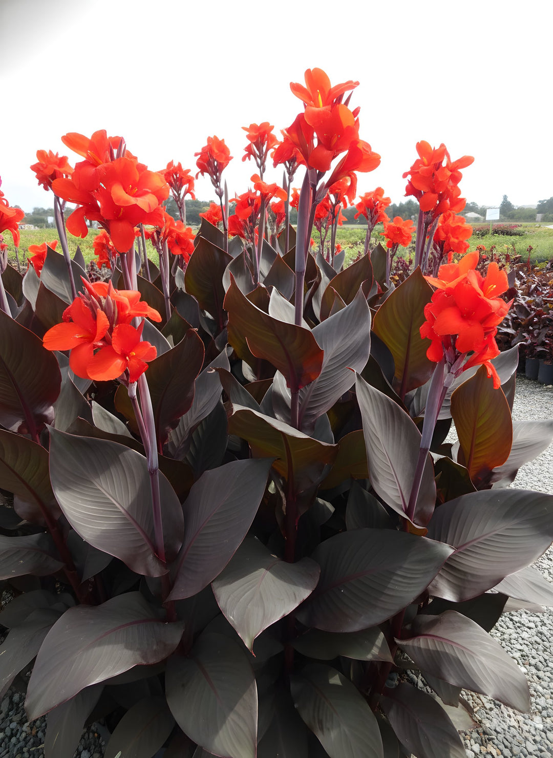 Canna indica 'Tropicanna Black' 170mm Pot for sale Adelaide Plant Co