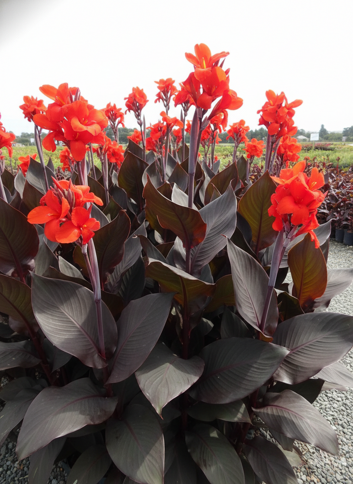 Canna indica &