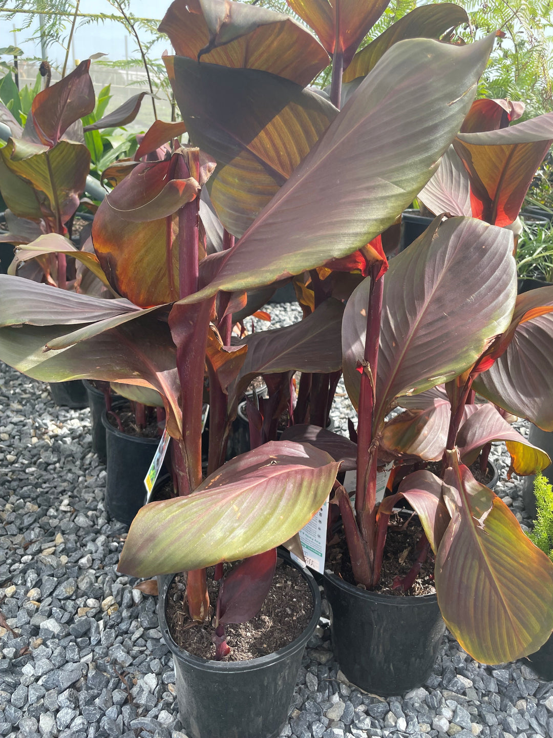 Canna indica &