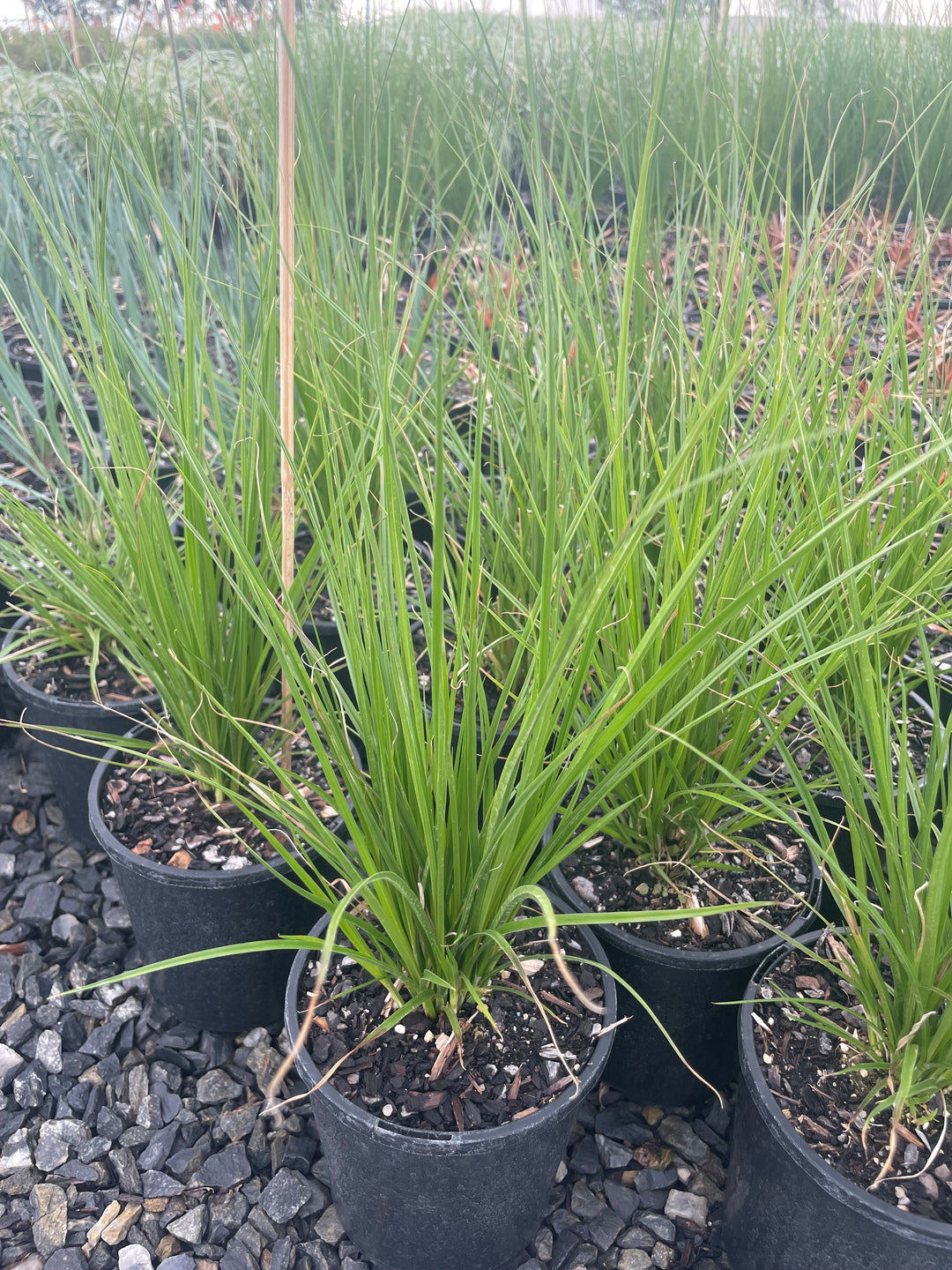 Carex Appressa 140mm Pot for sale Adelaide Plant Co