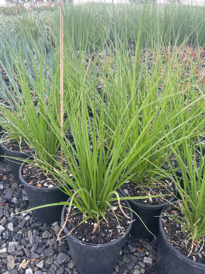 Carex Appressa 140mm Pot for sale Adelaide Plant Co