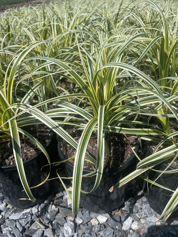 Carex Oshimensis 'Feather Falls'
