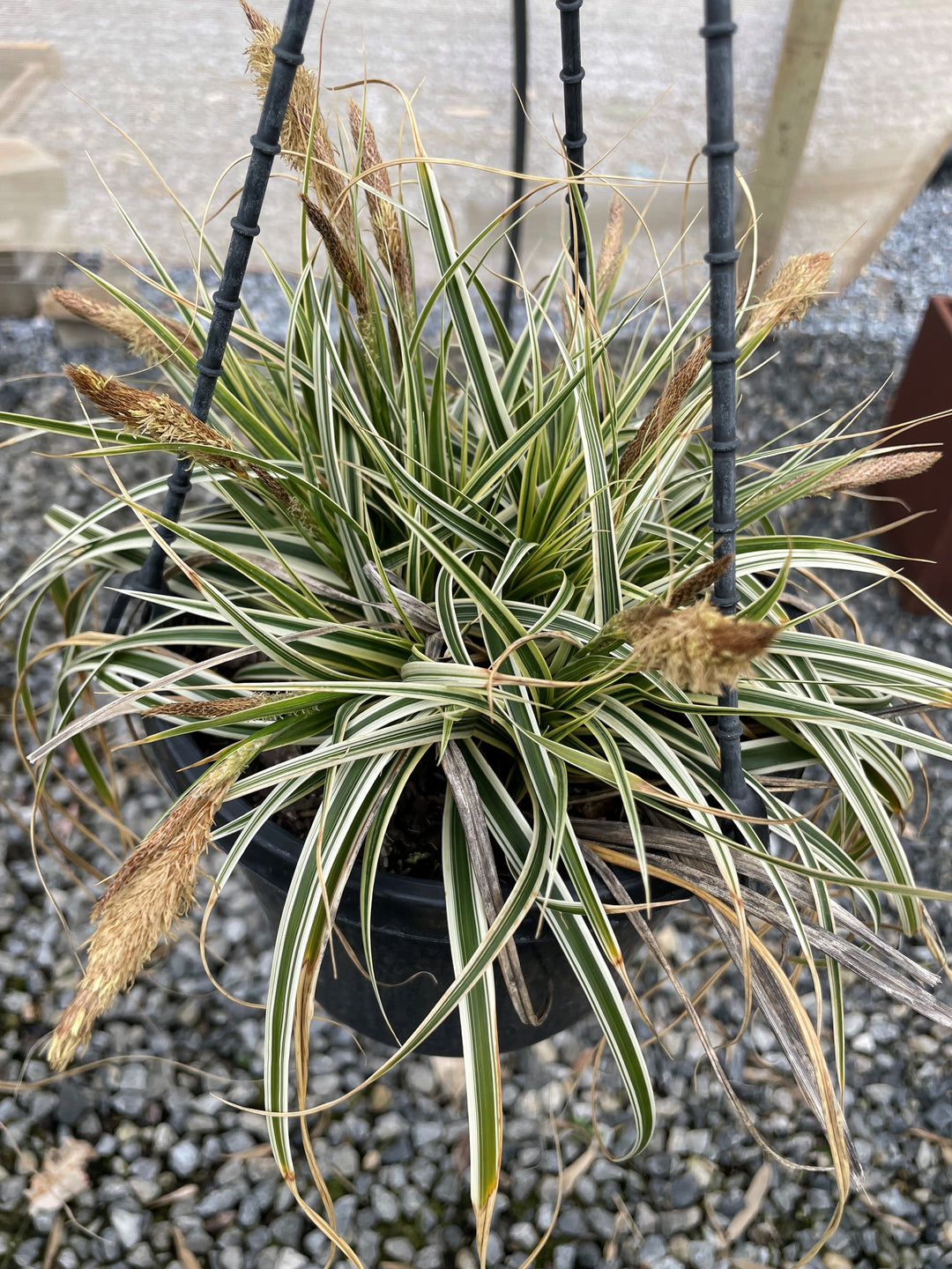 Carex Oshimensis &