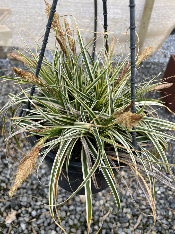 Carex Oshimensis &