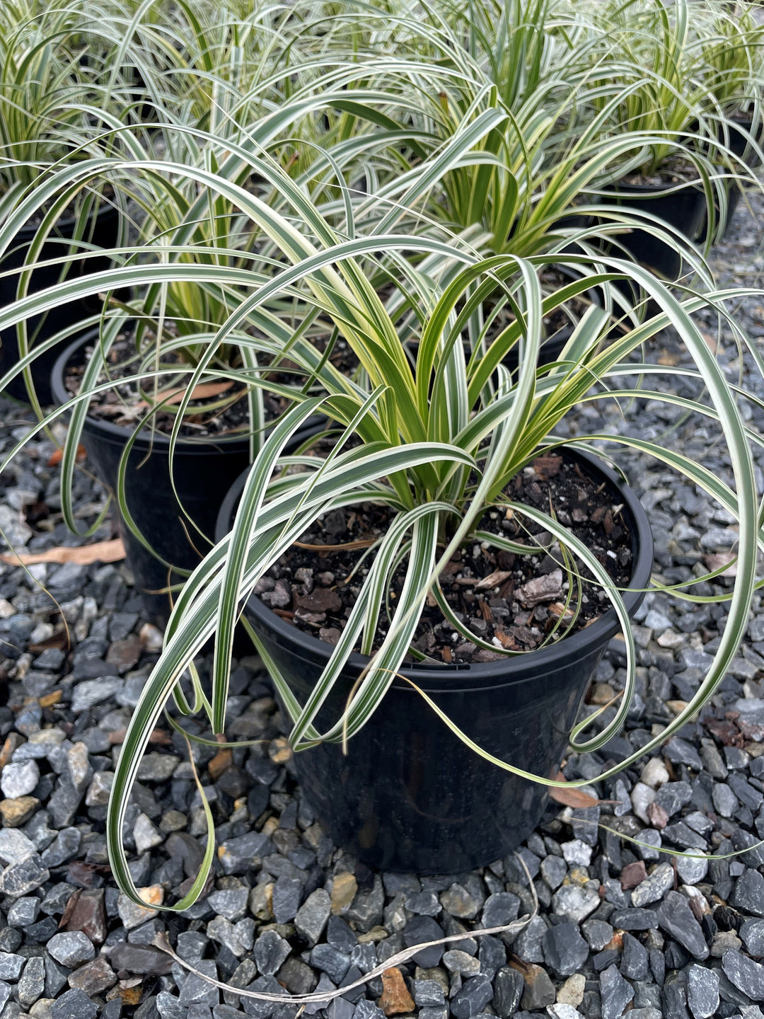 Carex Oshimensis 'Feather Falls'