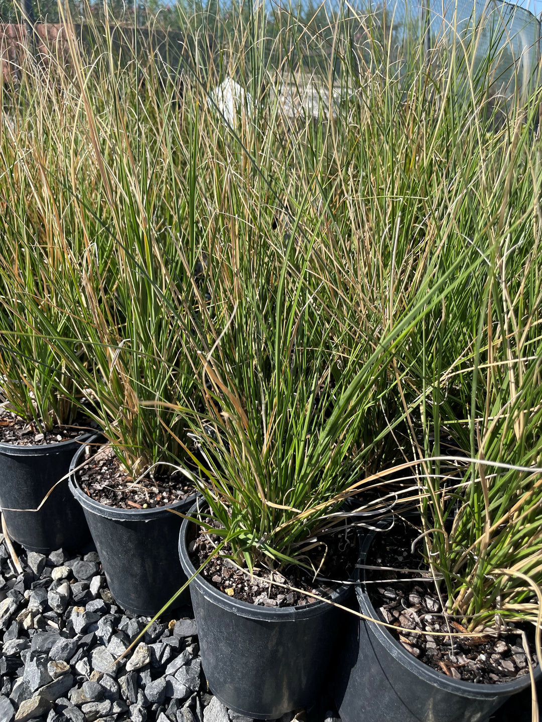 Carex tereticaulis 140mm Pot for sale Adelaide Plant Co