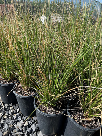Carex tereticaulis 140mm Pot for sale Adelaide Plant Co